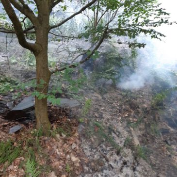 Einsatz #081/2023 F WALD 1